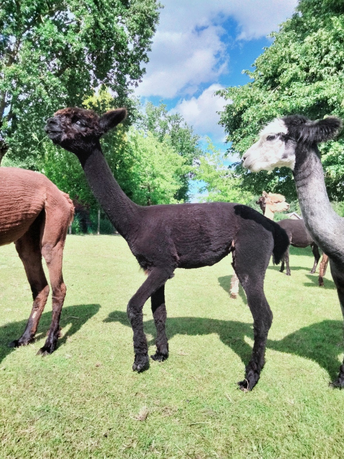 Zwarte Alpaca Merrie 1 Jaar, Juli, Vrouwelijk