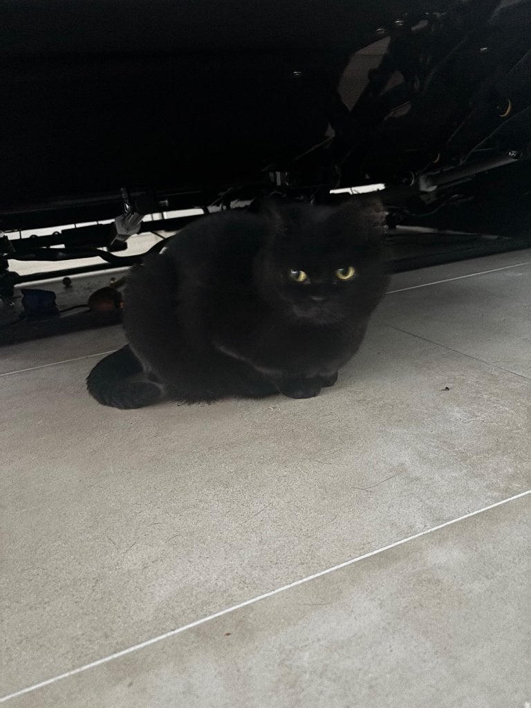 Huiskat, Poes, Met stamboom, 3 tot 5 jaar