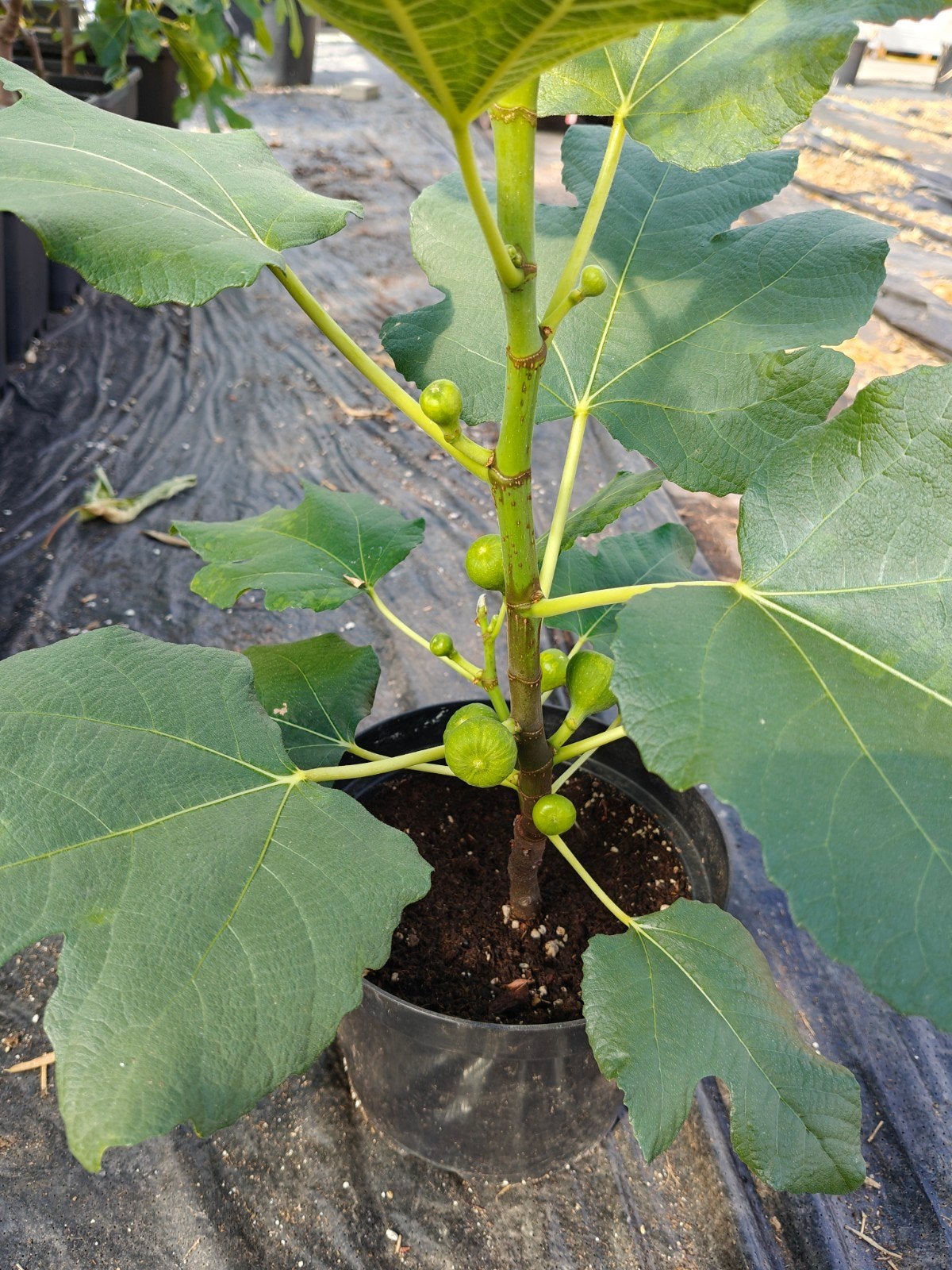 Vijgenbomen, Tuin en Terras, Planten | Fruitbomen, Ophalen, Minder dan 100 cm, Overige soorten