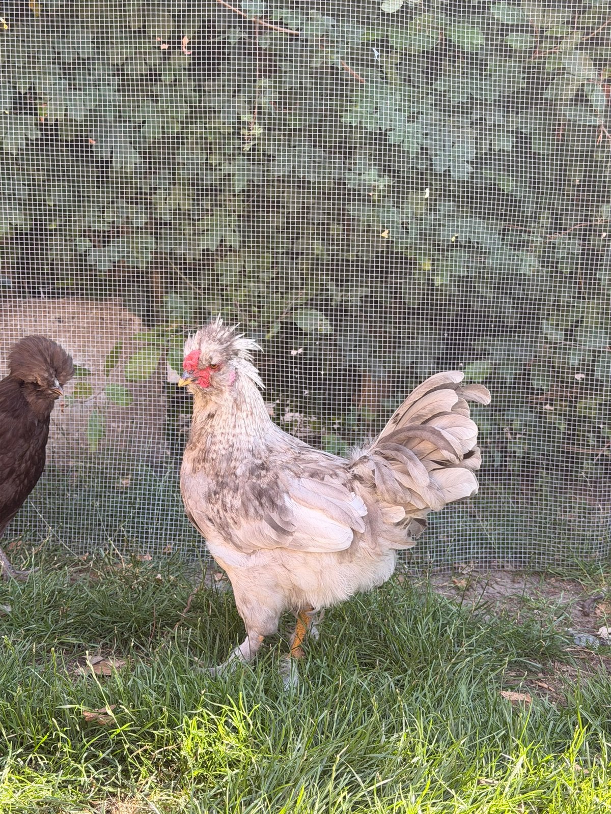 Cream legbar mix haan van 14 april., Dieren en Toebehoren, Pluimvee, Mannelijk, Kip