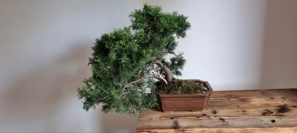 Juniperus Pre-Bonsai - Ideaal voor Bonsai Liefhebbers, Overige soorten, Volle zon, Vaste plant, Ophalen of Verzenden