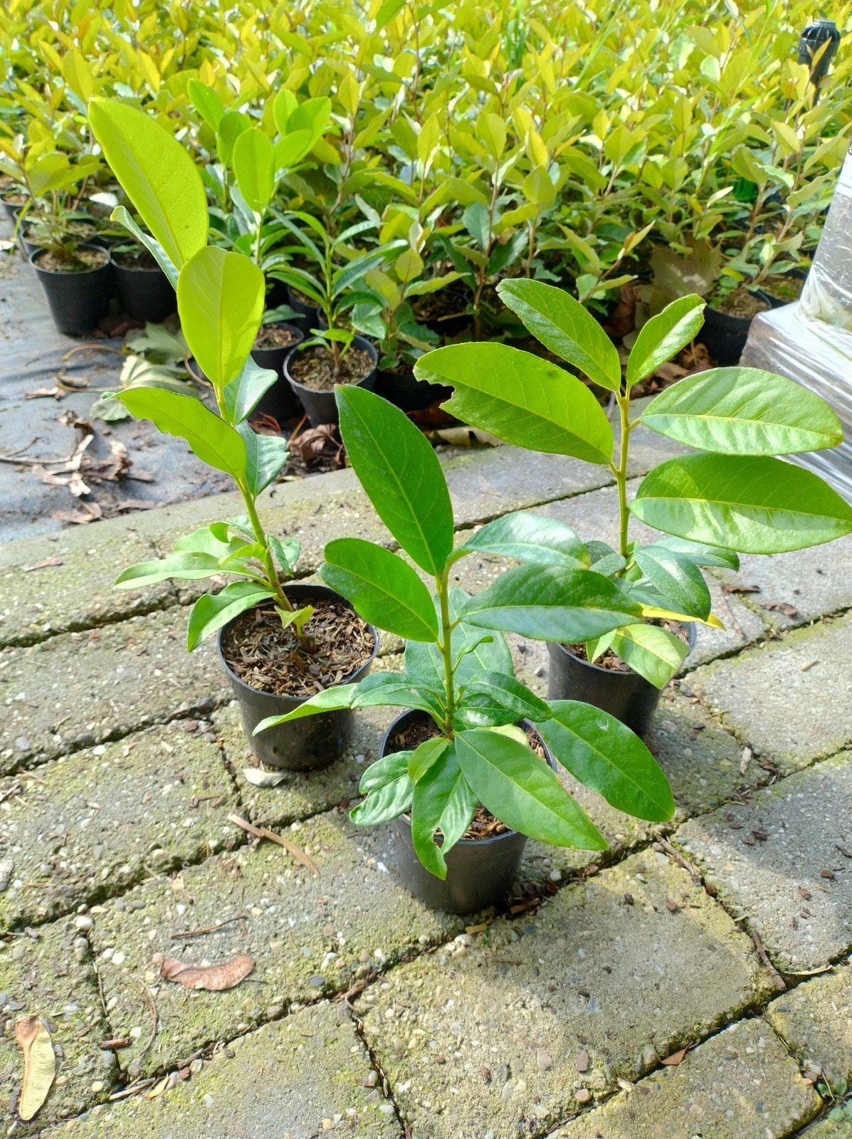 haag laurier. Prunus laurocerasus genolia. sterke soort P9, Tuin en Terras, Overige soorten, Vaste plant, Ophalen of Verzenden
