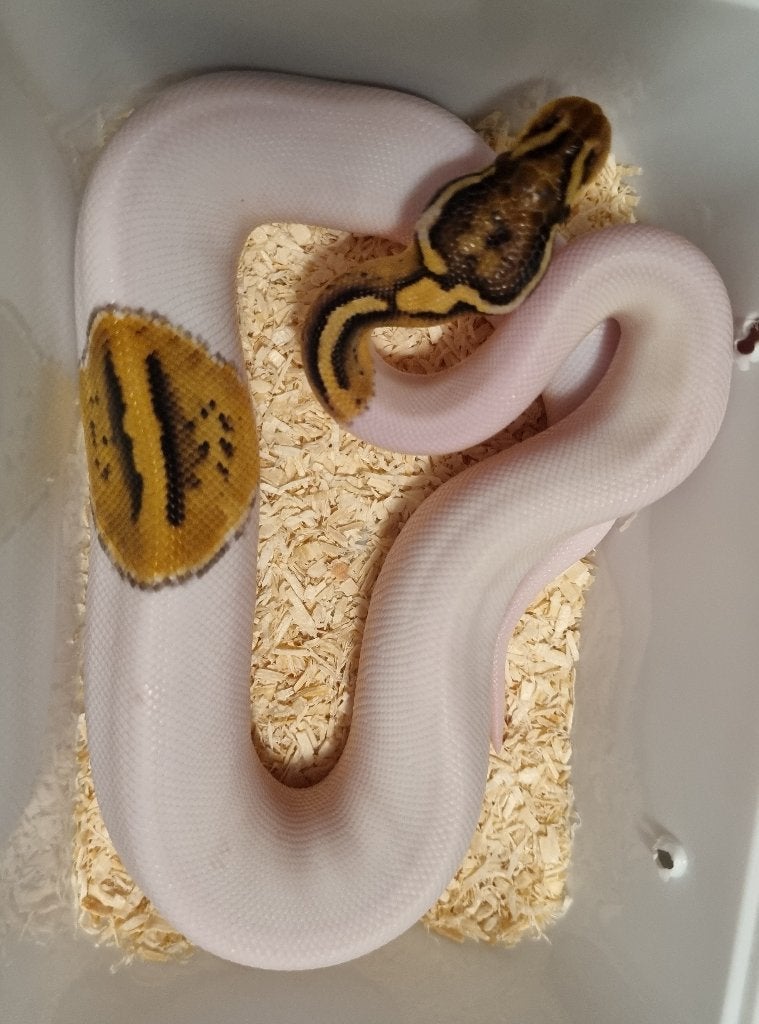 0.1 special enchi pastel piebald koningspython Ball Python photo 2