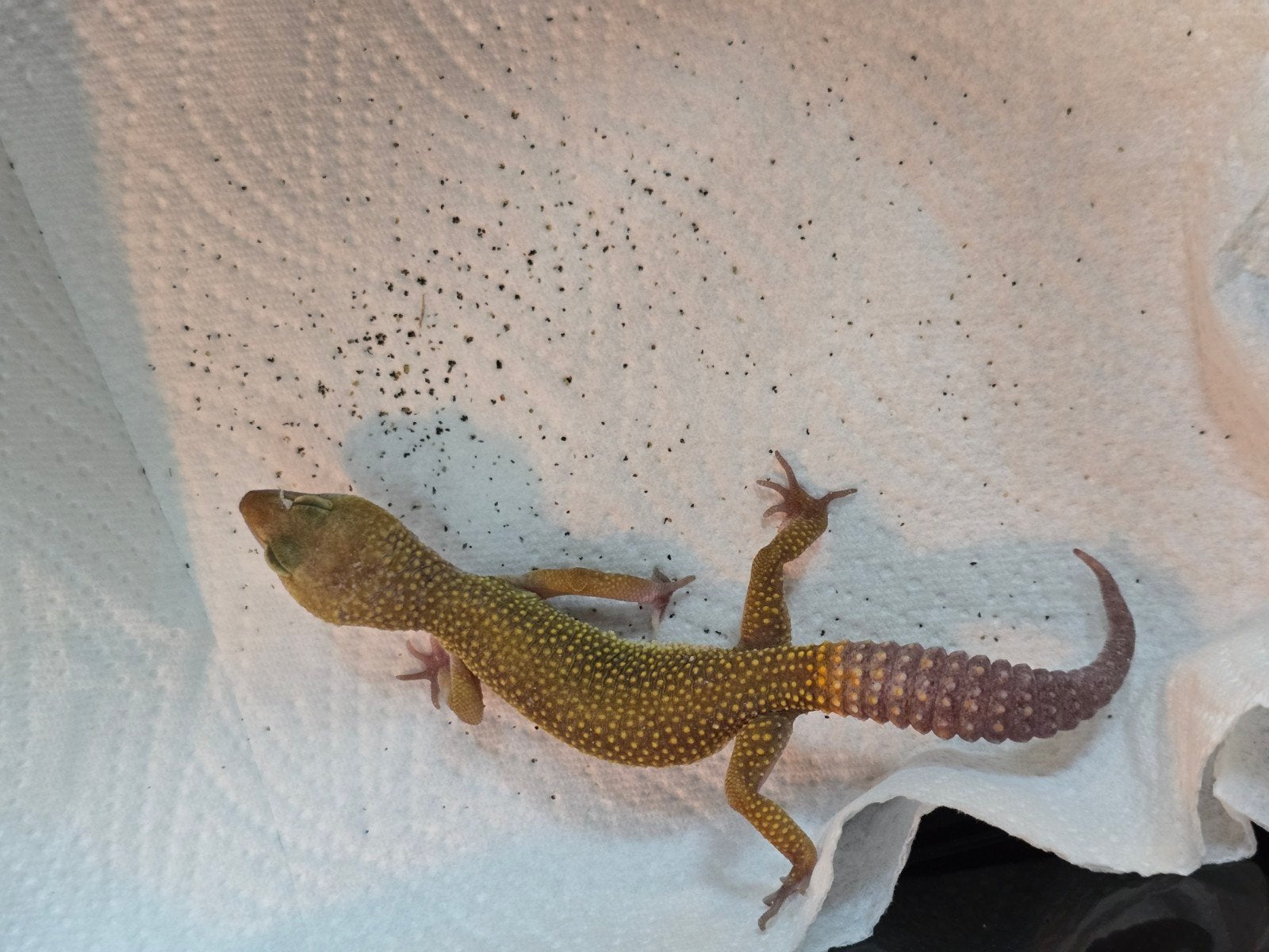 Diversen jonge luipaardgekko's in prachtige kleuren Leopard Gecko photo 5