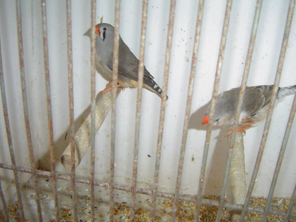 zebravinken, Dieren en Toebehoren, Meerdere dieren, Tropenvogel