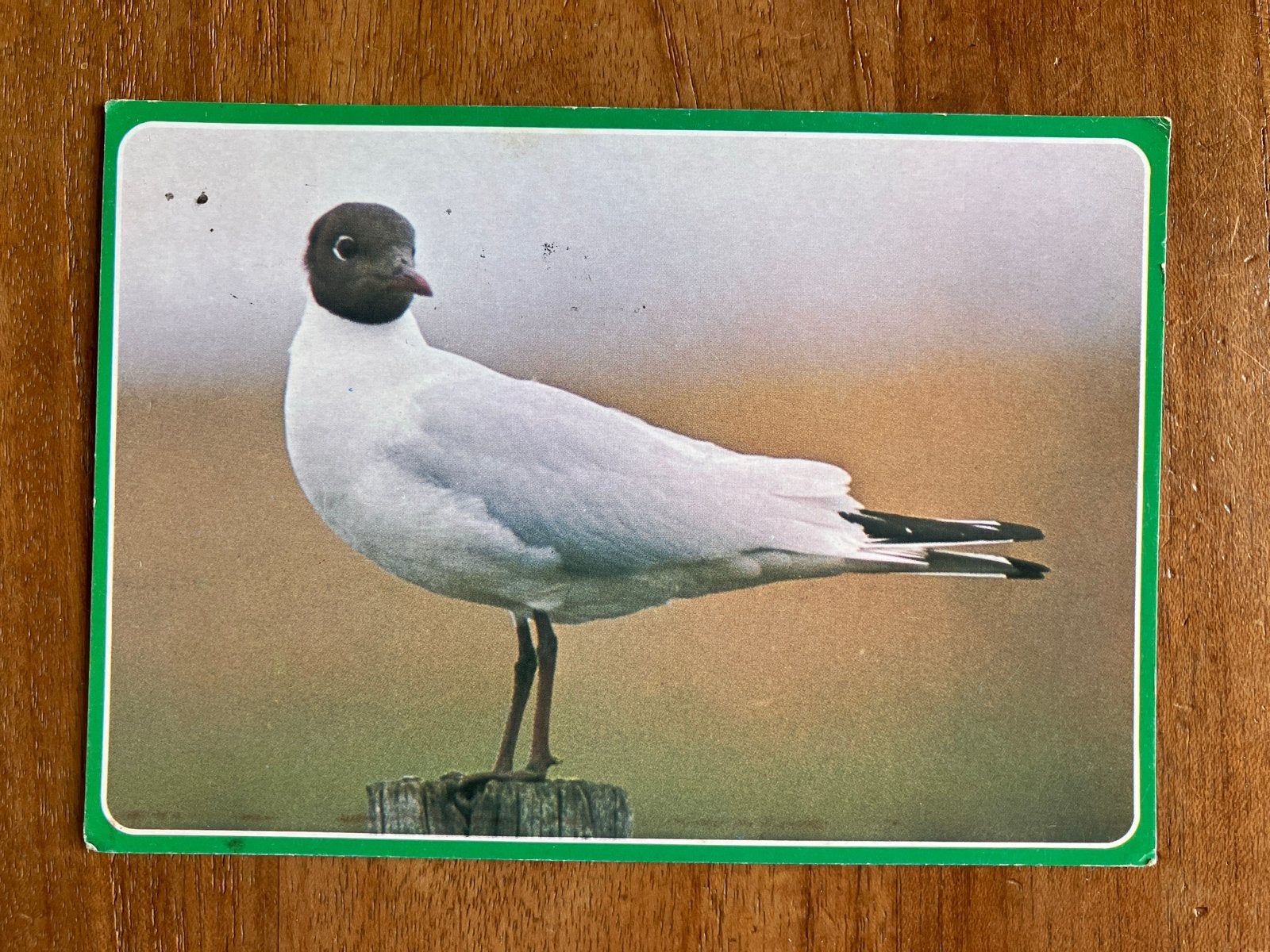 Kokmeeuw / Kapmeeuw - Foto Frits Gommers Driebergen 1980, Ophalen of Verzenden, 1980 tot heden, Gelopen, Vogel
