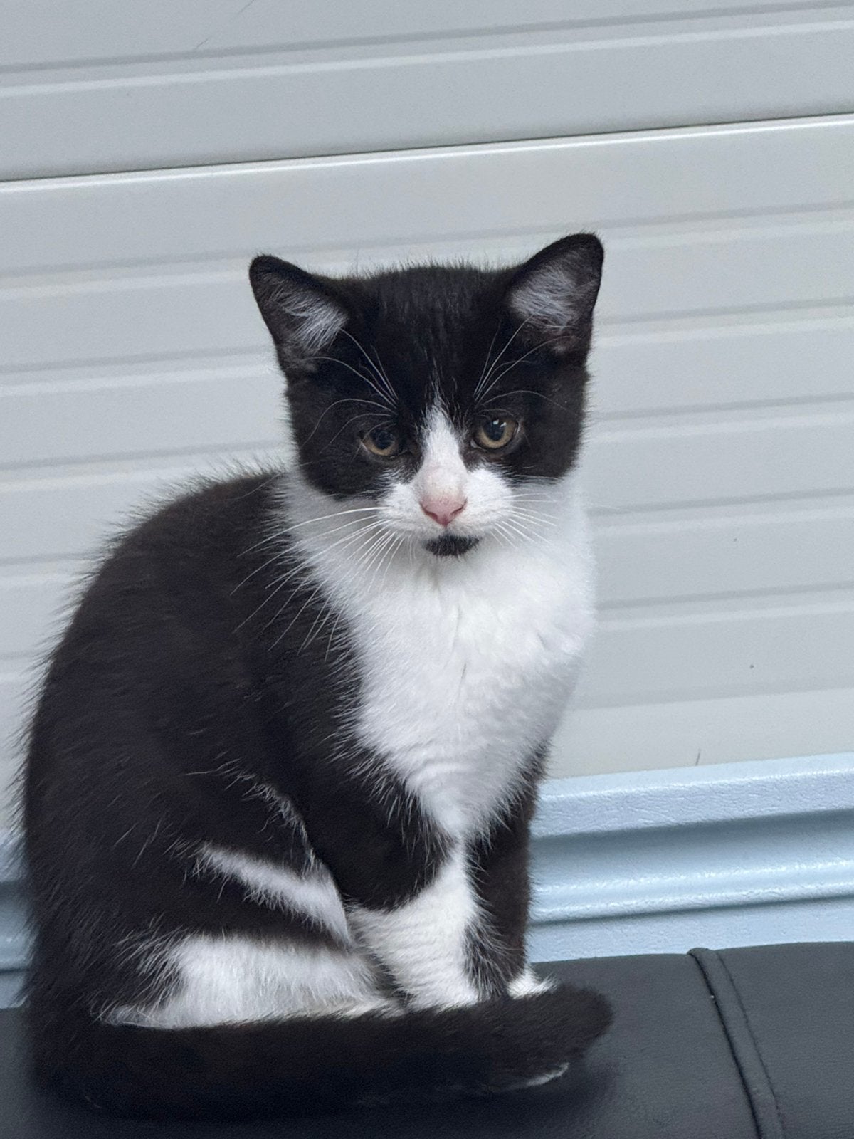Half Britse& half Europees korthaar kitten kater, Kater