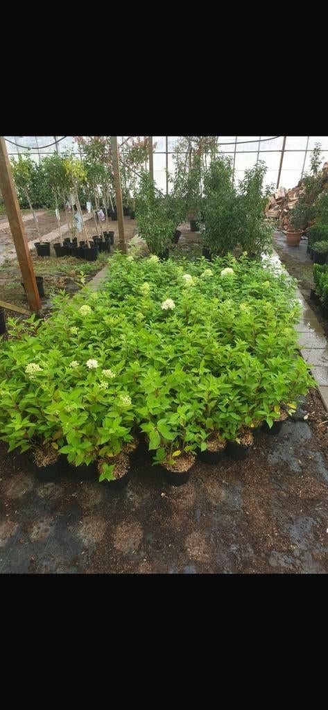 Hortensia 'Limelight' - Witte pluimbloemen in C5 pot, Vaste plant, Halfschaduw, Zomer, Ophalen