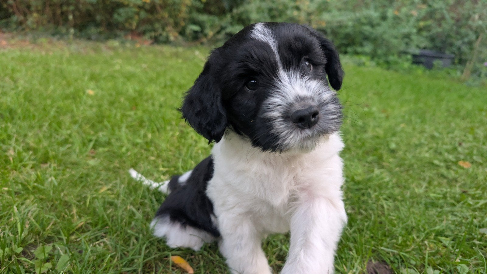 Schapendoes pups, Overige rassen, 8 tot 15 weken, Meerdere, Meerdere dieren