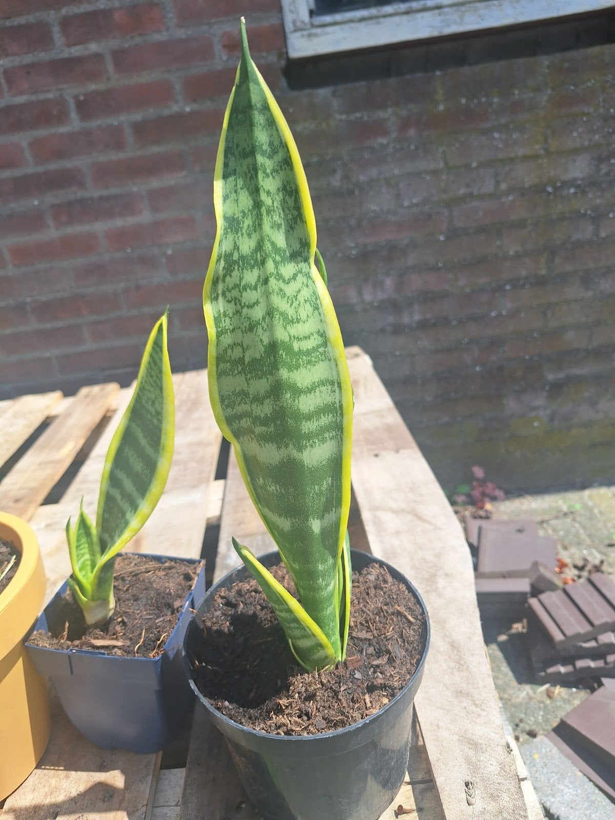 Sanseferia luchtzuiverende plant, Huis en Inrichting, Ophalen, Halfschaduw, Minder dan 100 cm