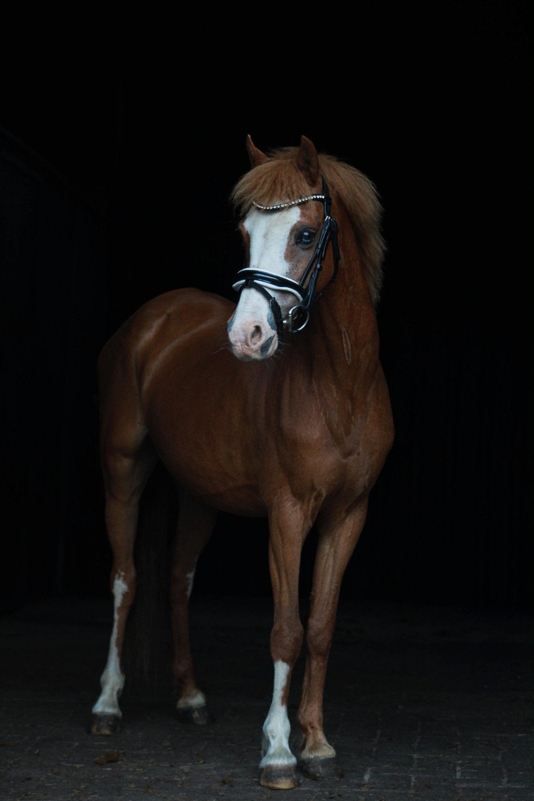 leuke welsh pony, Dieren en Toebehoren, Merrie, B pony (1.17m tot 1.27m), 11 jaar of ouder, Met stamboom
