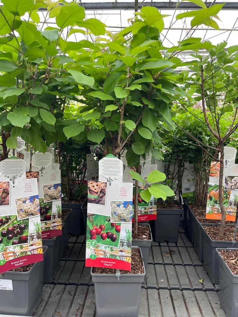 Kersenboom 'Regina' - Heerlijke zoete kersen €19,95, Lente, Volle zon, Kersenboom, In pot
