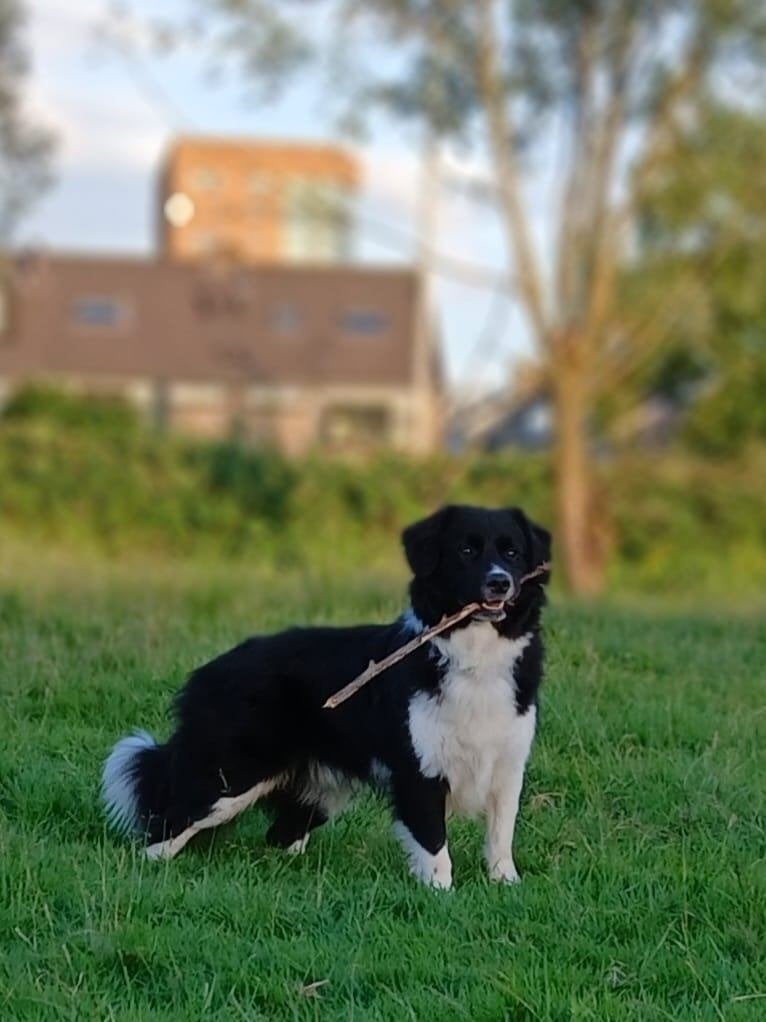 Super intelligente en trouwe Borderbij, Reu, 1 tot 2 jaar, Collie, Eén hond