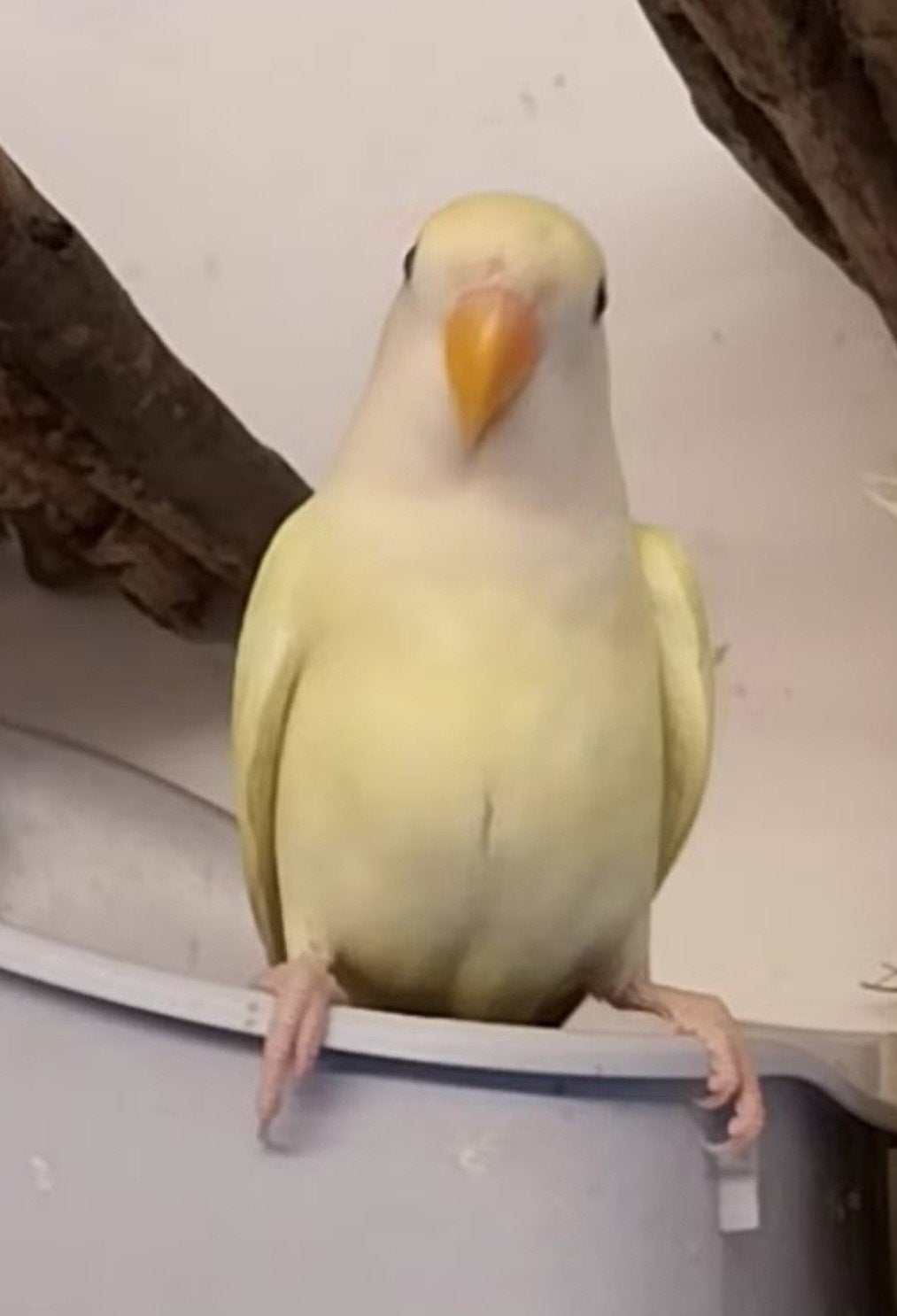 Lieve agapornis roseicollis dwergpapegaai te koop, Geslacht onbekend, Dwergpapegaai of Agapornis, Tam