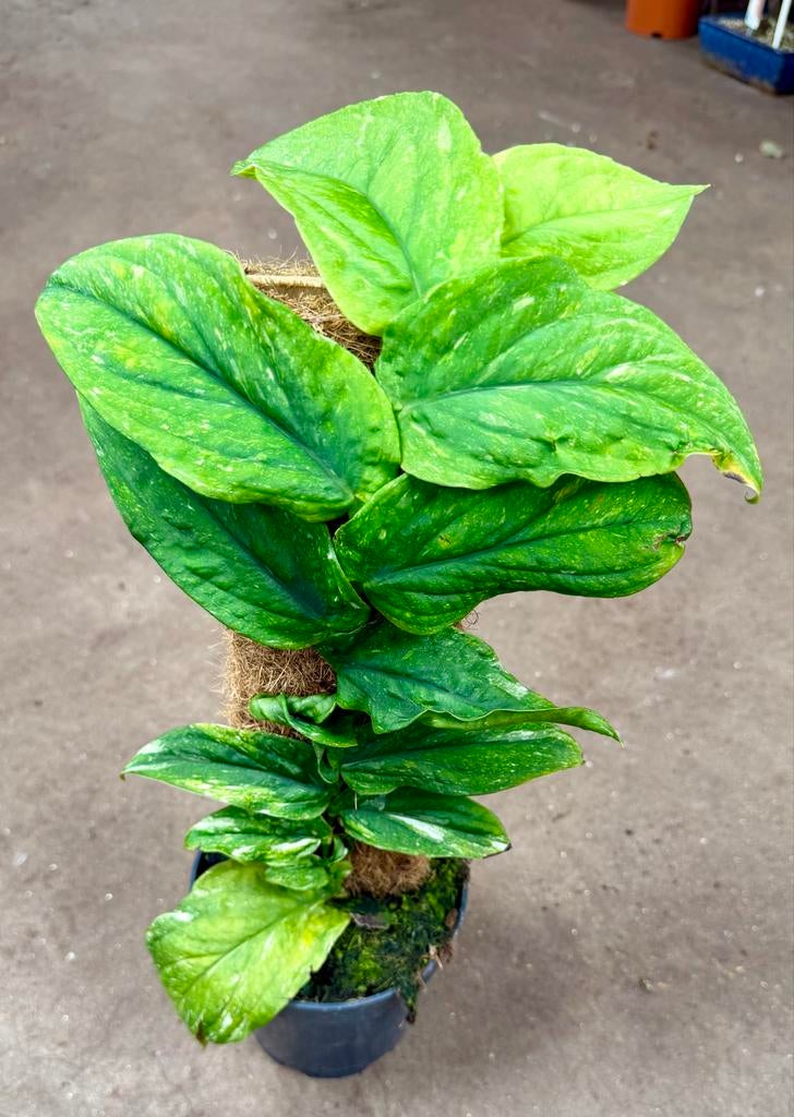 Rhaphidophora Korthalsii Variegata op mosstok, Overige soorten, In pot, Minder dan 100 cm, Groene kamerplant