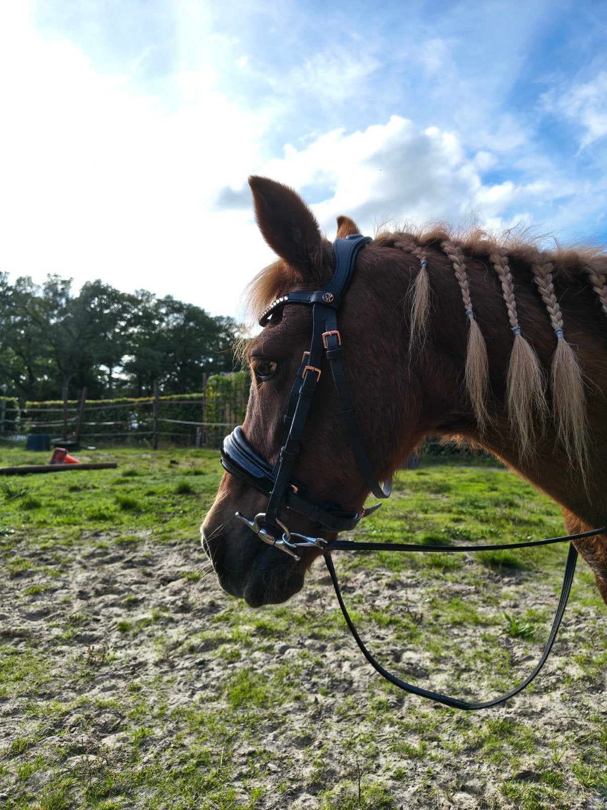 Harry's Horse hoofdstel shetlander, Ophalen of Verzenden