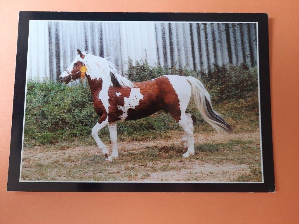 ansichtkaart paard veulen, Verzamelen, Ansichtkaarten | Dieren, Ophalen, 1980 tot heden, Ongelopen, Paard