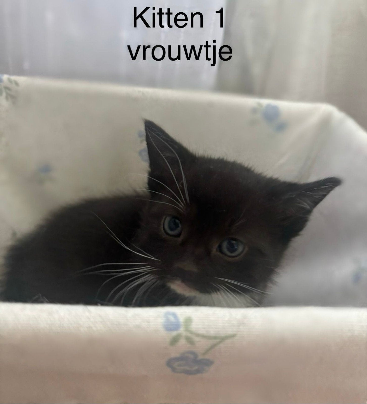 3 kittens zoeken een gouden mandje