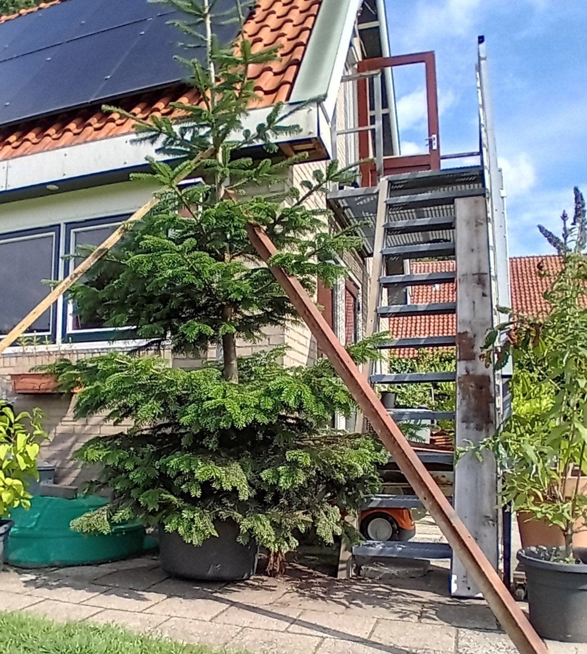 Grote Nordmann dennenboom 350 cm hoog, Tuin en Terras, Bloeit niet, Overige soorten, 250 tot 400 cm, Ophalen