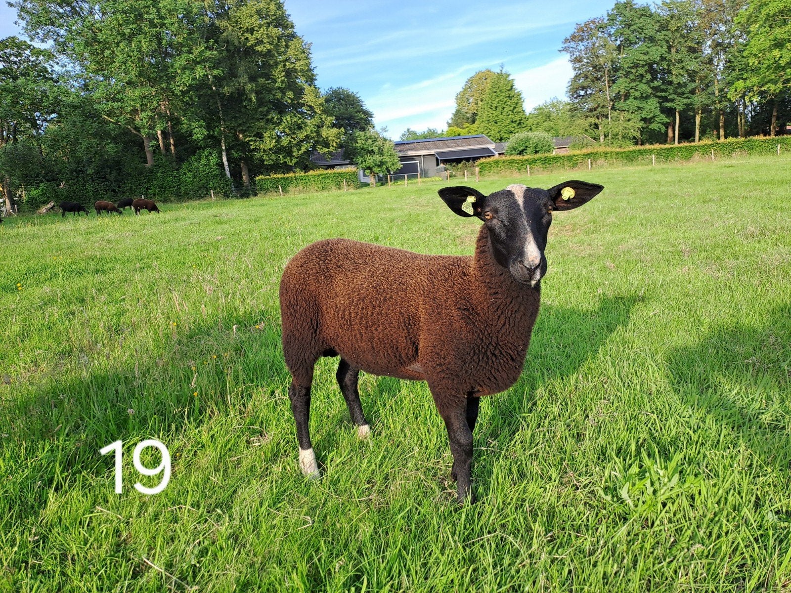 Zwartbles rammen NZS, Mannelijk, Schaap, 0 tot 2 jaar
