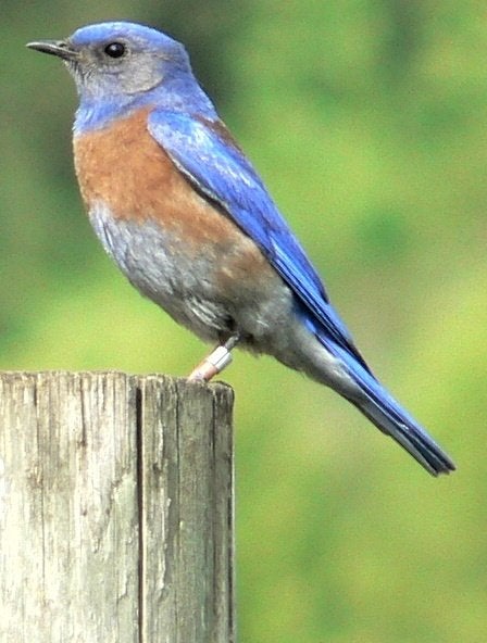 Sialia Mexicana, Vrouwelijk, Tropenvogel, Geringd