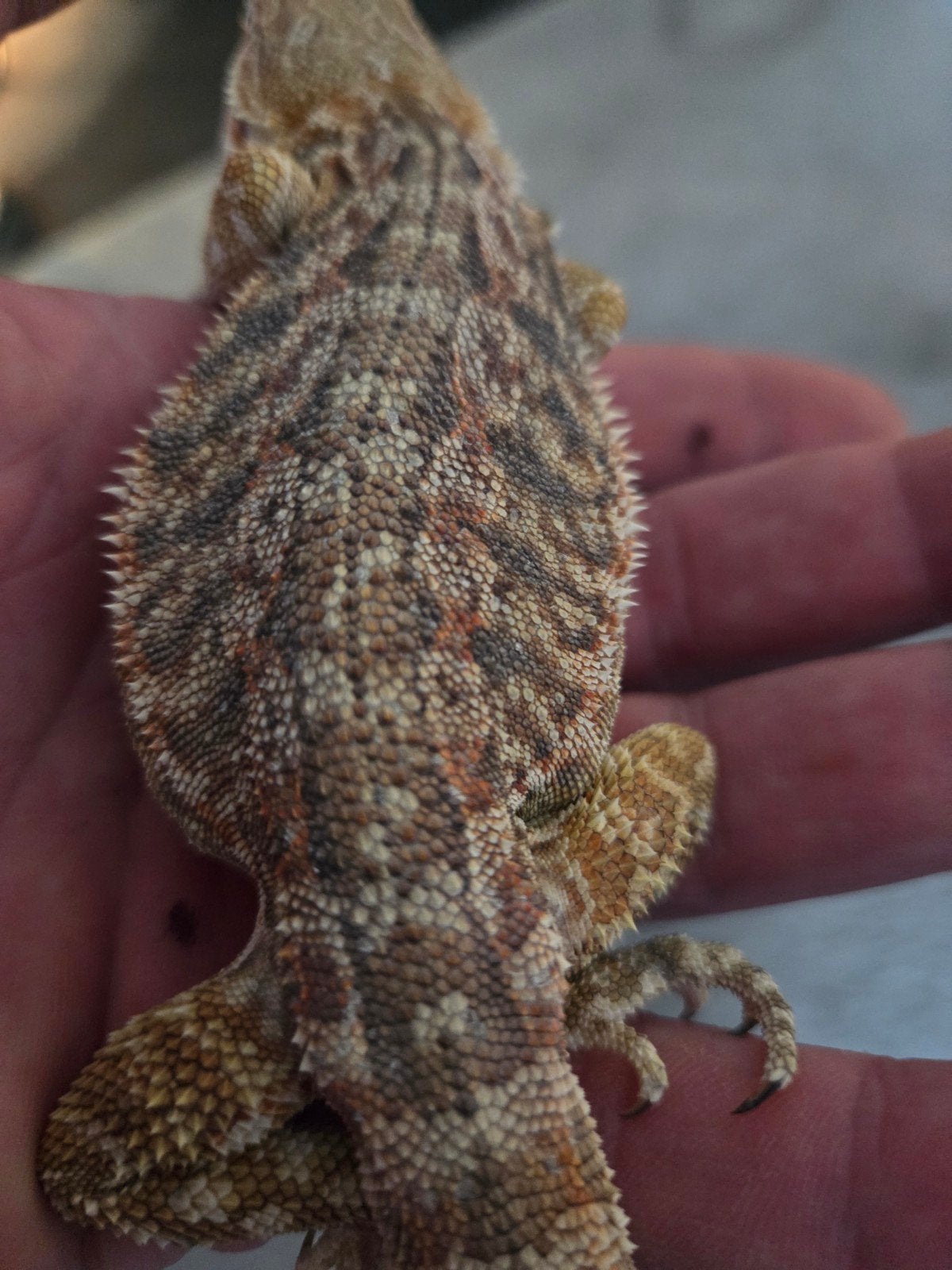 Baardagaam Pogona Vitticeps Orange Citrus Dunner Bearded Dragon photo 3