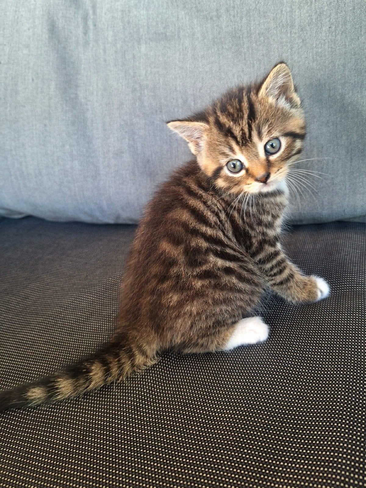 Britse korthaar kitten, Dieren en Toebehoren, Meerdere dieren, Ontwormd