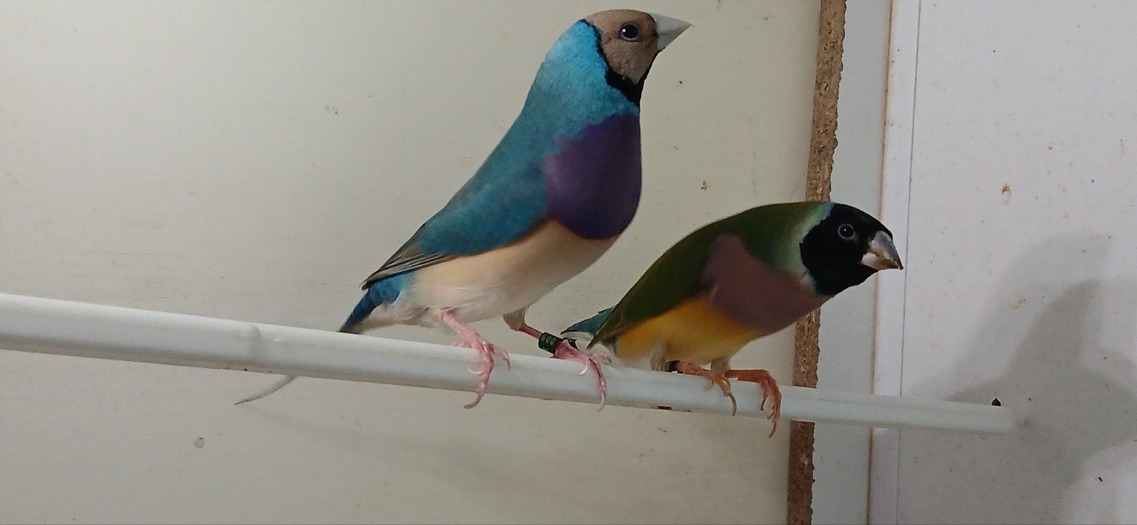 te koop broedrijp koppel gouldamadines, Meerdere dieren, Tropenvogel