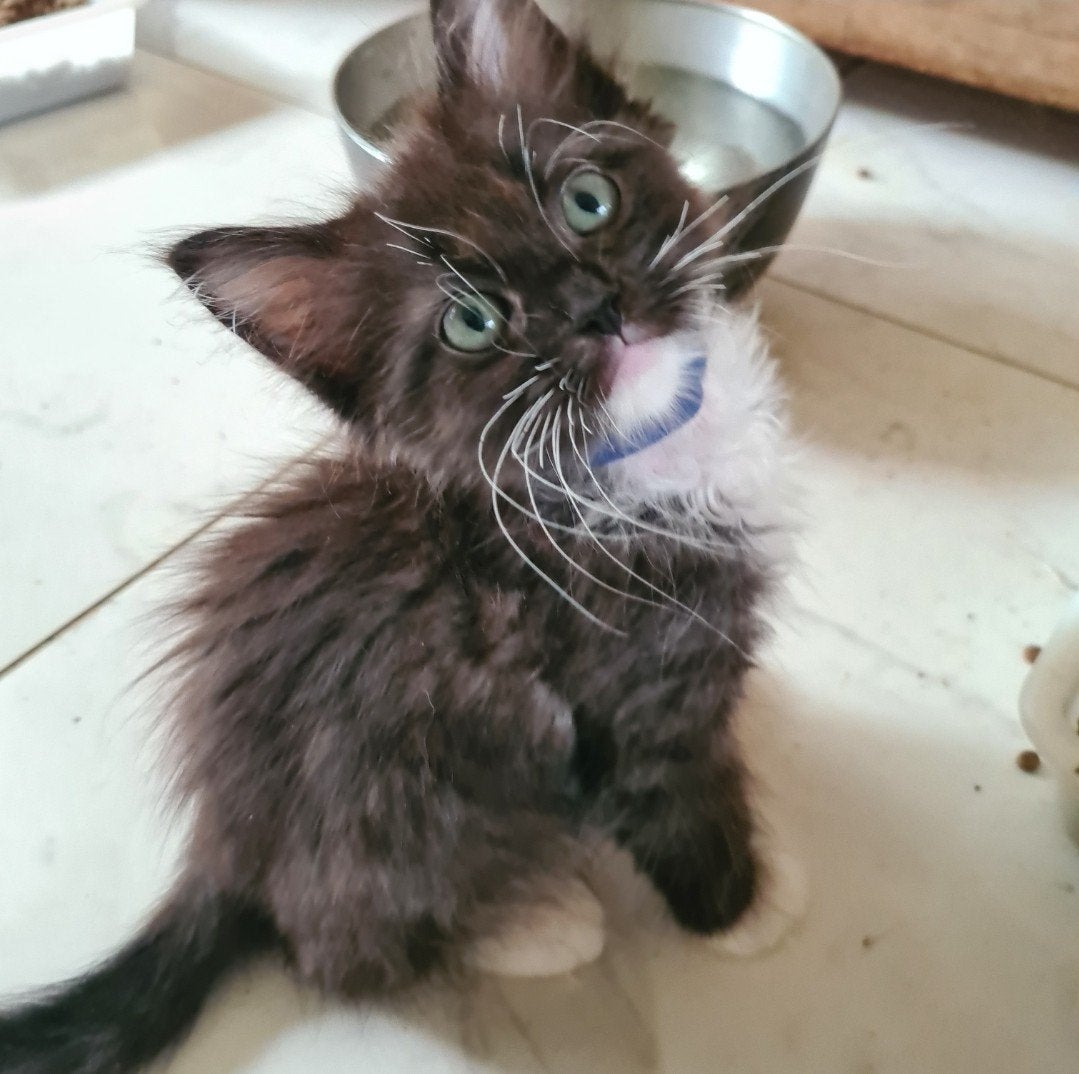 Mainecoon x Ragdoll kittens, Meerdere dieren, Ontwormd, 0 tot 2 jaar