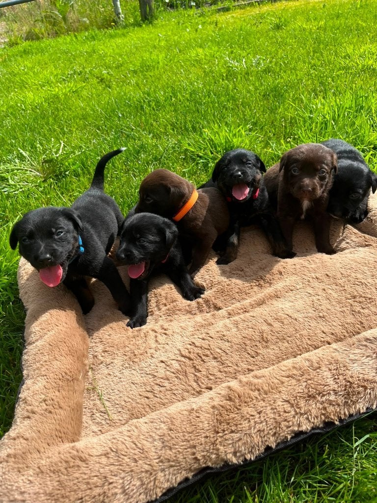 Prachtige puppy’s: Appenzeller sennenhond x Labrador, Overige rassen, 8 tot 15 weken, Meerdere, Meerdere dieren