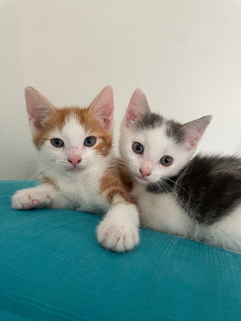 Lieve kittens, Kater, Kortharig, 0 tot 2 jaar
