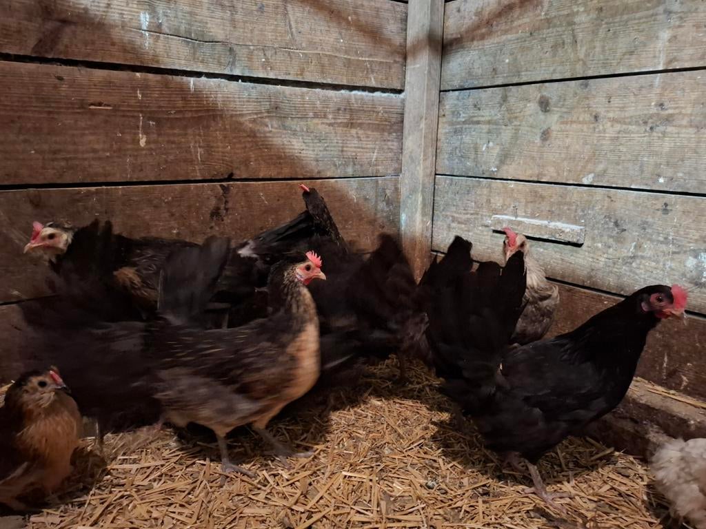 10 gekleurde boeren krielen, Dieren en Toebehoren, Pluimvee, Meerdere dieren, Kip