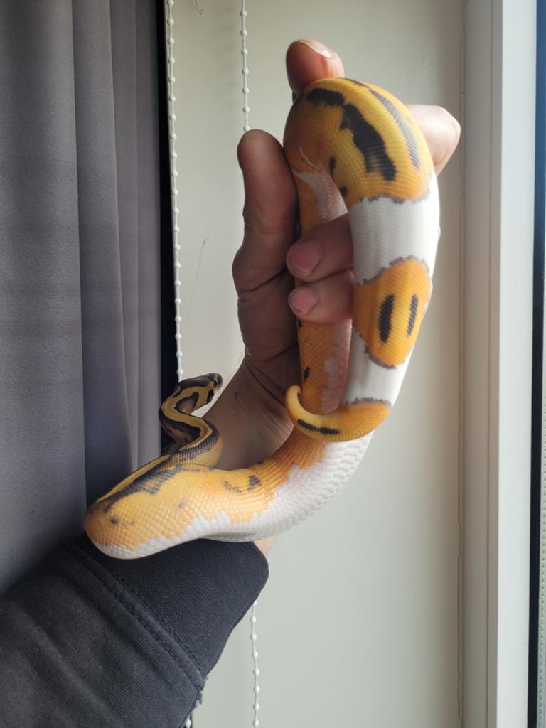 (Super) Orange Dream Hypo Piebald 1.0 man 2025, Dieren en Toebehoren, Reptielen en Amfibieën, Slang, Met terrarium, 0 tot 2 jaar