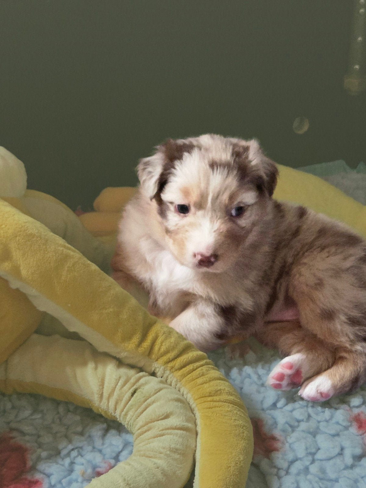 Zoek voor 1 pups nog een baasje, Overige rassen, 8 tot 15 weken, Parvo, Meerdere