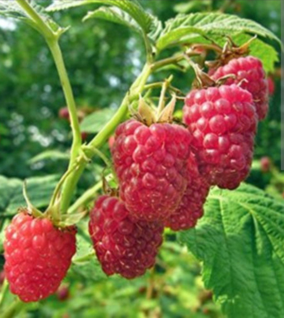 Rode framboos planten, Ophalen, Volle zon, Vaste plant, Zomer