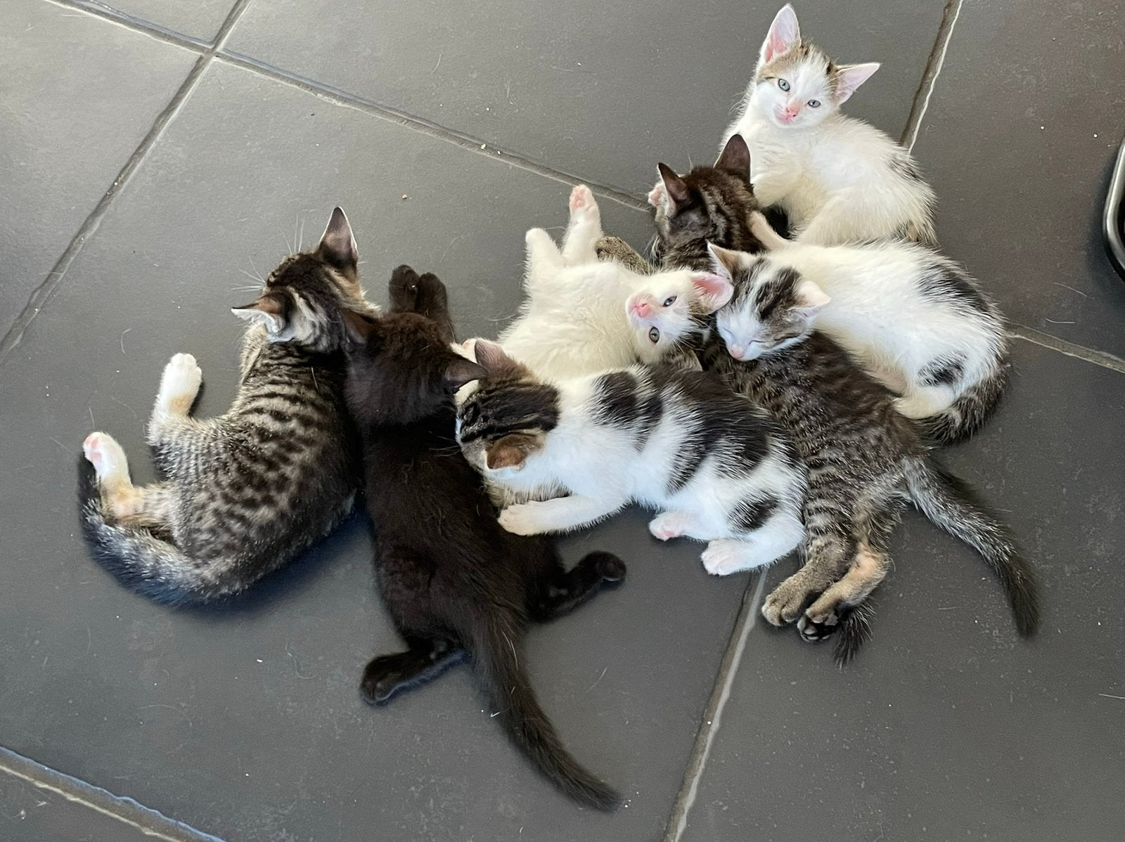 Kittens zoeken een leuk huisje, Dieren en Toebehoren, Katten en Kittens | Raskatten | Korthaar, Meerdere dieren, Ontwormd, 0 tot 2 jaar
