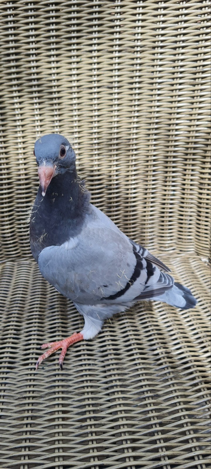 Jonge postduif., Dieren en Toebehoren, Vogels | Duiven, Geslacht onbekend, Postduif