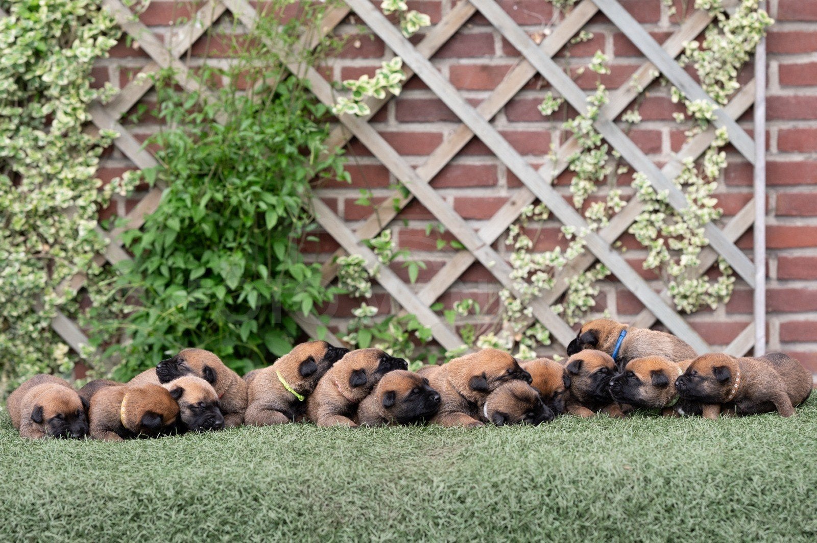 Mooie Mechelse herder pups te koop, Dieren en Toebehoren, Honden | Herdershonden en Veedrijvers, 8 tot 15 weken, Parvo, Meerdere