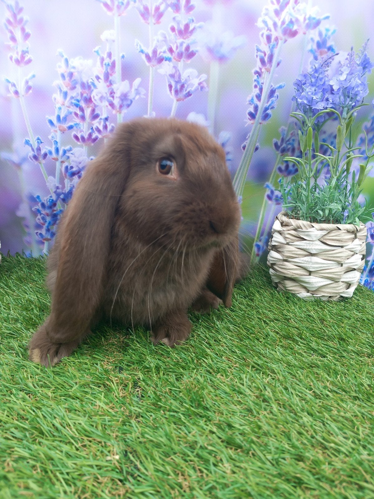 Franse hangoor, Dieren en Toebehoren, Mannelijk, Groot, Hangoor, 0 tot 2 jaar
