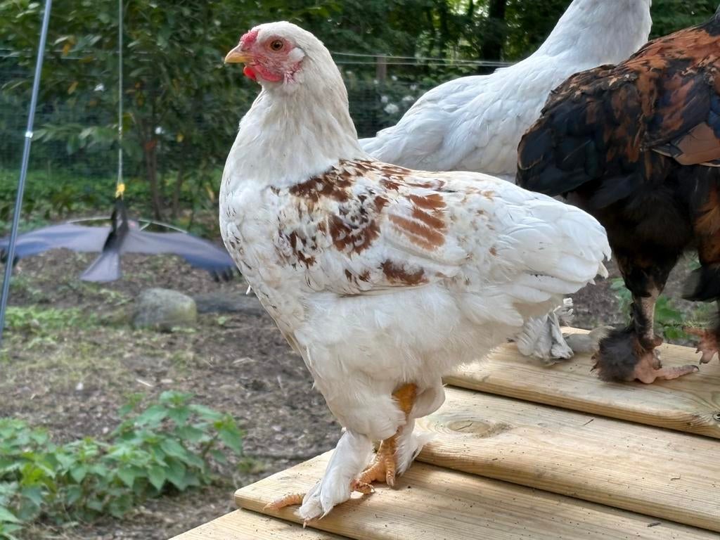 Leuke jonge haantjes gratis af te halen, Dieren en Toebehoren, Pluimvee, Mannelijk, Kip