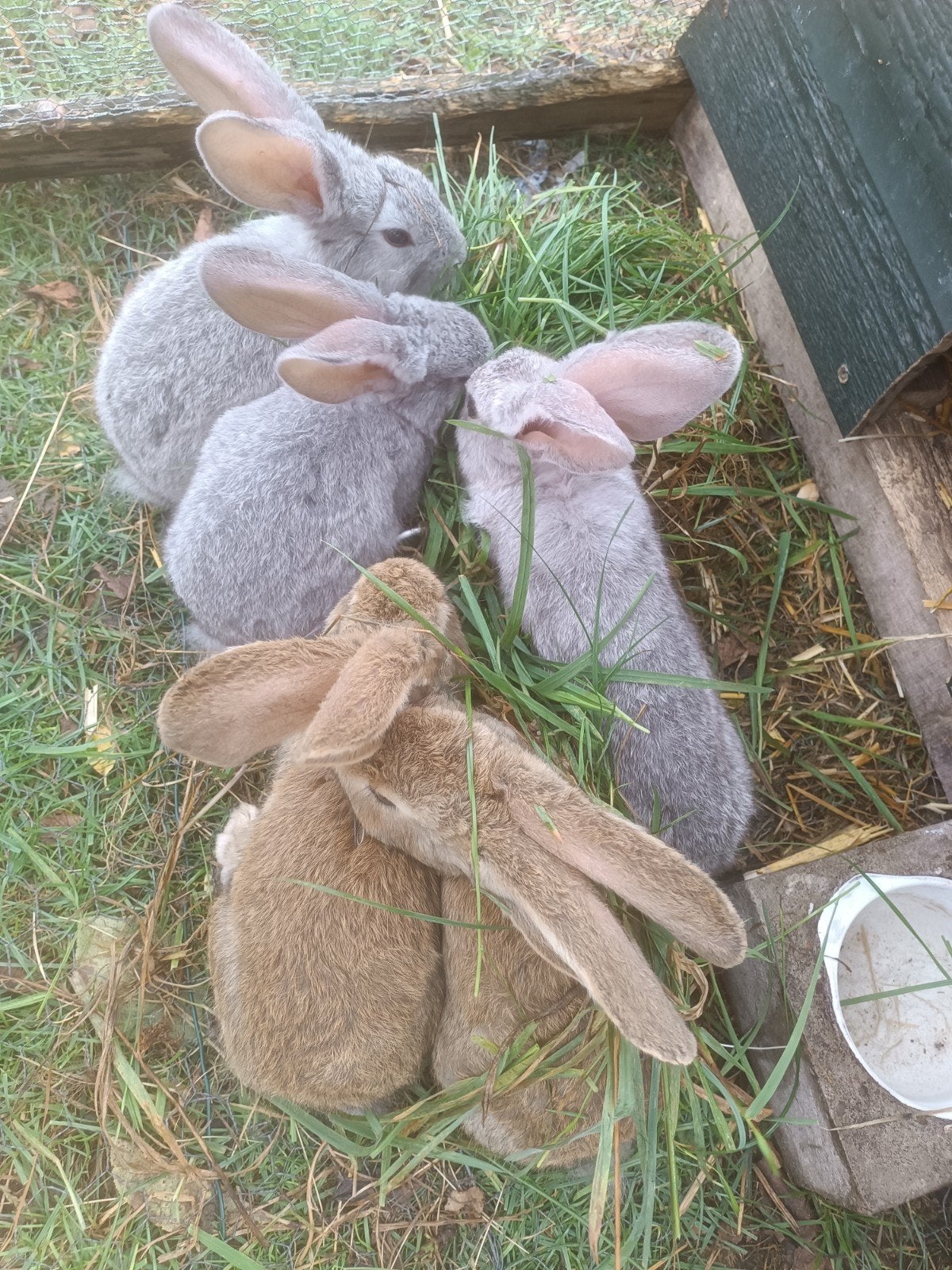 lieve jonge Vlaamse reus chinchilla wildkleur, Dieren en Toebehoren, Konijnen, Meerdere dieren, Groot, 0 tot 2 jaar