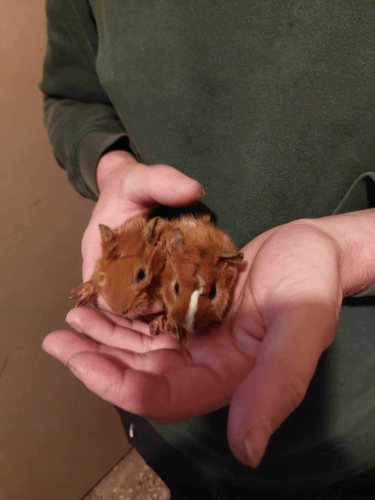 2 mooie borstel baby cavia's., Dieren en Toebehoren, Mei, Mannelijk, Cavia