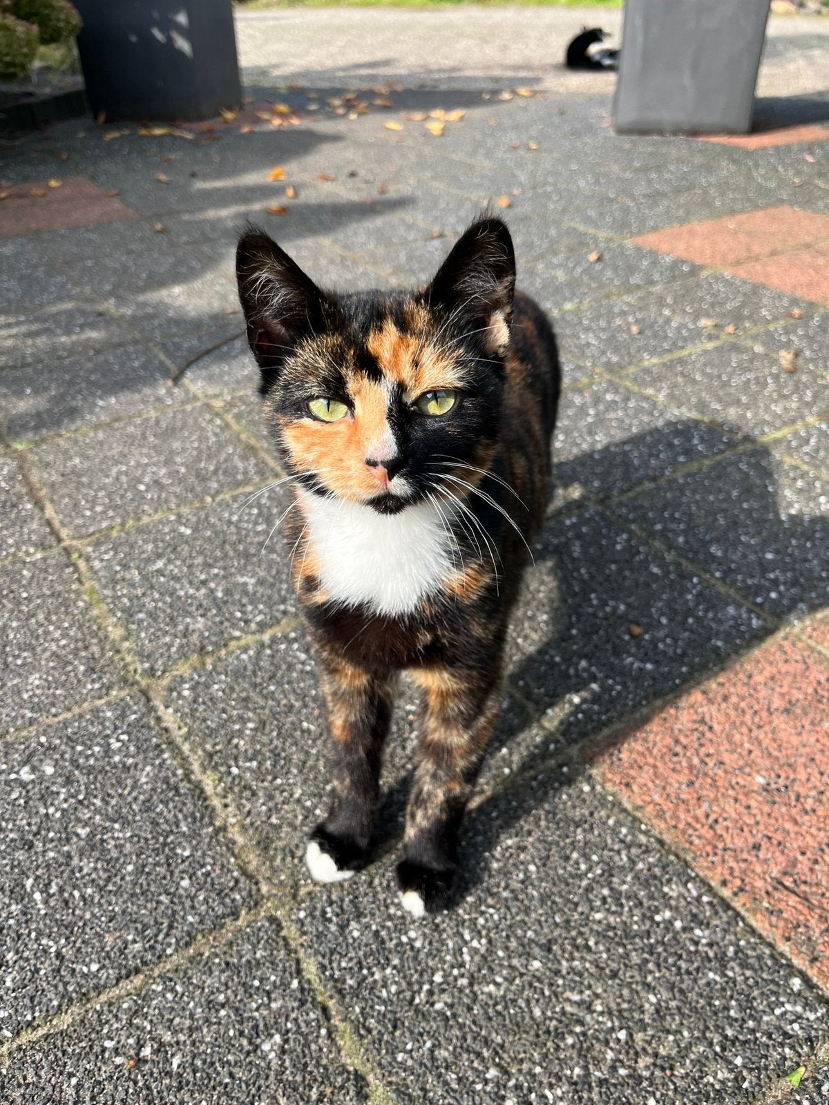 Kittens, Dieren en Toebehoren, Meerdere dieren, Kortharig, 0 tot 2 jaar