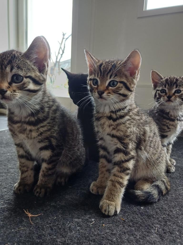 Prachtige kittens te koop(Gereserveerd), Dieren en Toebehoren, Katten en Kittens | Overige Katten, Meerdere dieren, 0 tot 2 jaar