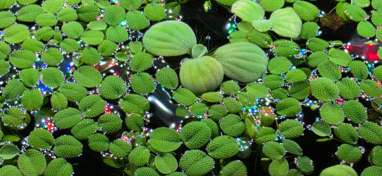 drijfplanten zoetwater aquarium, Dieren en Toebehoren, Overige typen