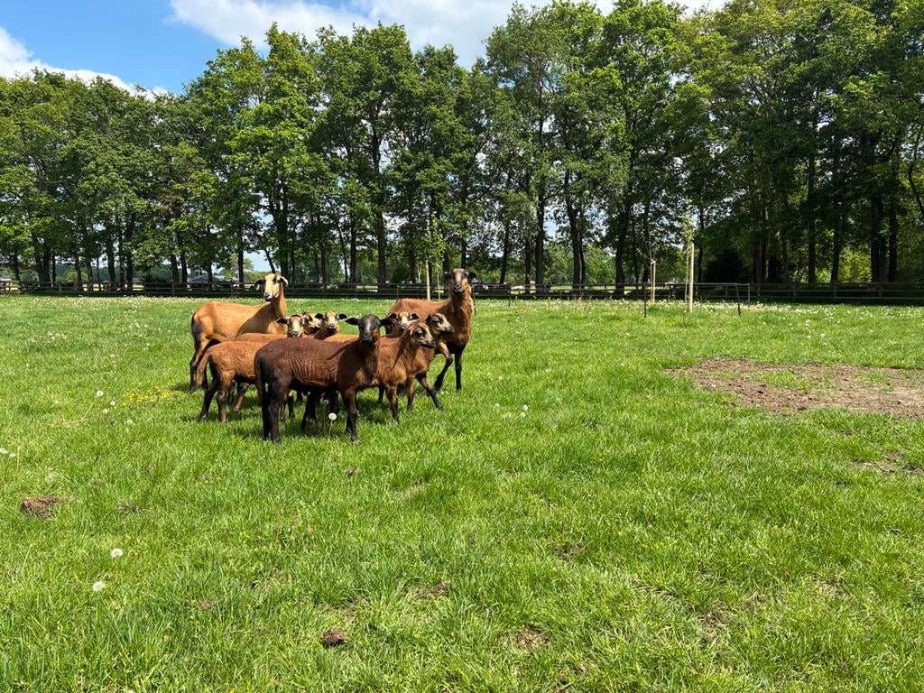 Barbados Black Belly rammen, Dieren en Toebehoren, Schapen, Geiten en Varkens, Meerdere dieren, Schaap, 0 tot 2 jaar