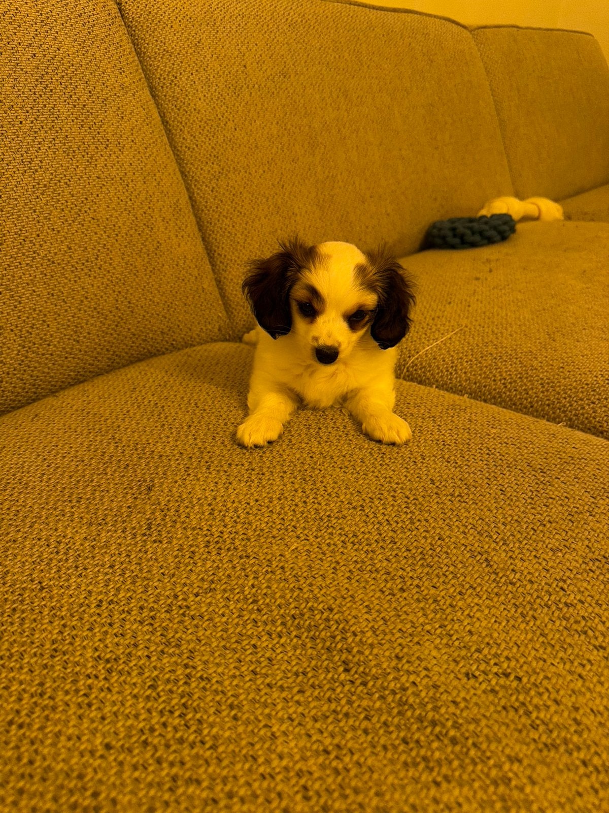 Teefje teckel/chihuahua, Dieren en Toebehoren, België, Particulier, 8 tot 15 weken, Teef