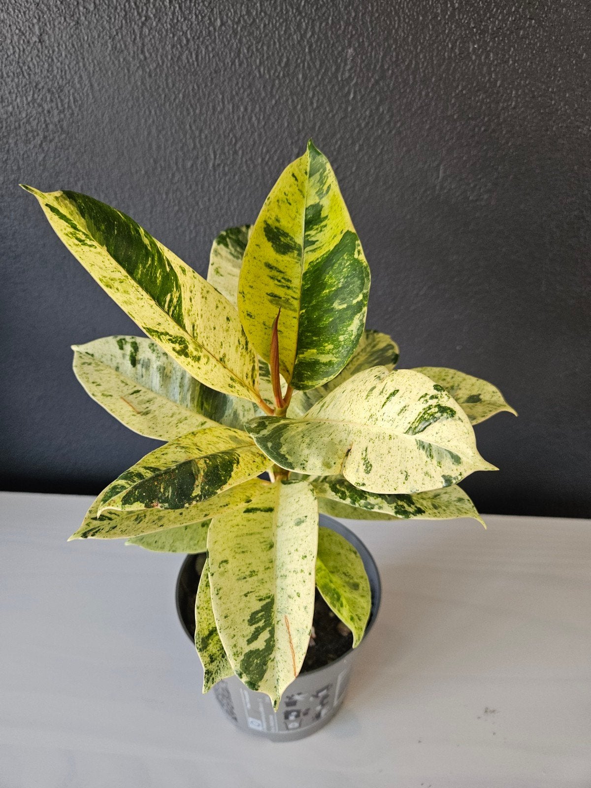 Ficus elastica schrijveriana rubberboom, Huis en Inrichting, Kamerplanten, Ophalen, Ficus, Halfschaduw, Minder dan 100 cm