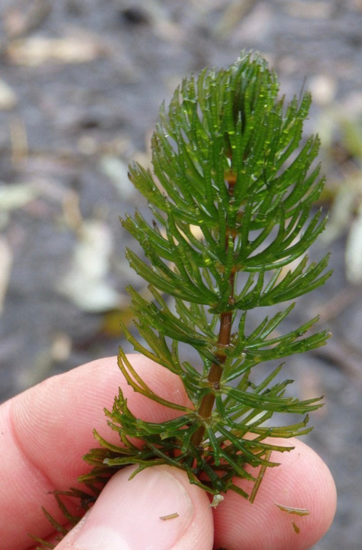 GEZOCHT: Grof Hoornblad 🌱Buurt van Heel, Weert of Veldhoven, Ophalen