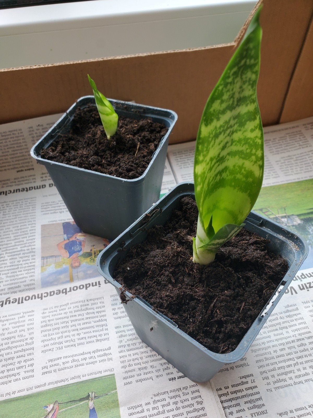 Sansevieria (vrouwentong) stekjes - Makkelijke kamerplant, Ophalen, Halfschaduw, Minder dan 100 cm